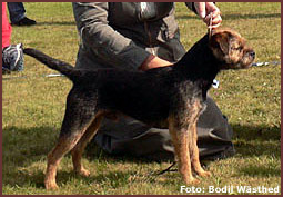 Terje cert, BIR, BIS-unghund och BIS-4 SvteK Tnga-Hed. Foto: Bodil Wsthed